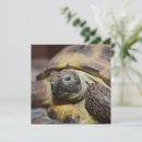 Search for tortoise square invitations Cute