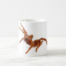 Search for venomous mugs Spider