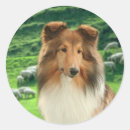Search for shetland stickers Pets