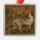 Recherche de le kenya ornements Faune