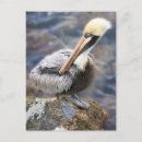 Search for waterside Birds