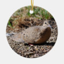 Recherche de colombe de deuil Noir