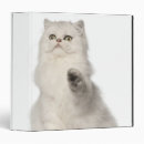 Recherche de persan bureau fournitures Chats