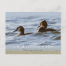 Search for grebes Wildlife