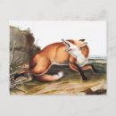 Recherche de illustration renard cartes postales Mammifère