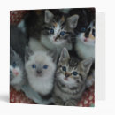 Search for cat colours binders Portrait