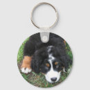 Search for bernese photography Bernese mountain dog