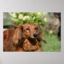 Search for long haired dachshund art Zwergteckel
