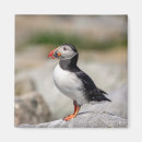Recherche de oiseau macareux magnets Macareux de l'atlantique