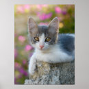 Search for funny cat pictures posters For her