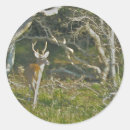 Search for deer buck stickers Mammal