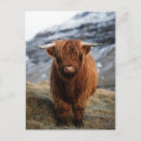 Recherche de scottish highland cartes postales Écossais
