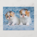 Recherche de chaton persan Minou