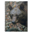 Search for beary Wildlife