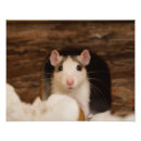 Search for rodent posters Curious