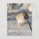 Recherche de évolution vœux cartes Oiseau