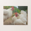Recherche de chicken puzzles Poules