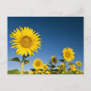 Search for brenda tharp Sunflower