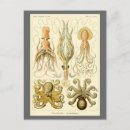 Recherche de poulpe vintage cartes postales Tentacules