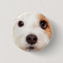 Search for big dog buttons Cute