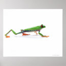 Recherche de reptiles posters Coquilles