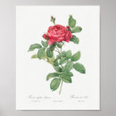 Recherche de rosa posters Rose