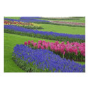 Recherche de holland posters Tulip