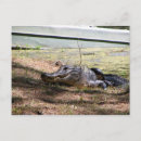 Recherche de alligator sauvage cartes postales Sourire