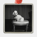 Recherche de caniche noir ornements Chien