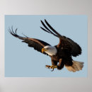 Recherche de vers le bas posters Oiseau