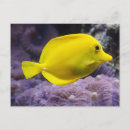 Search for fish horizontal postcards Postcrossing