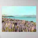 Search for lake tekapo posters Lupins