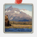 Search for grizzly bears ornaments Alaska