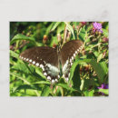 Recherche de swallower cartes postales Papillon