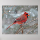 Recherche de oiseau cardinal rouge posters Cardinal de noël