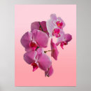 Search for pink orchid posters Digital