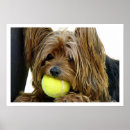 Search for yorkshire terrier posters Photograph