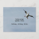 Search for flying eagle photography Bird in flight
