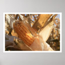 Search for corn posters Harvest