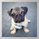 Search for pug posters nursery decor Animal