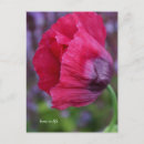 Search for pink poppy postcards Red