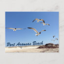 Search for seagull postcards Ocean birds
