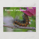 Recherche de chenilles cartes postales Orange