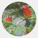 Recherche de ara autocollants Faune