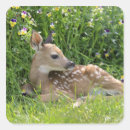 Search for odocoileus stickers Animal