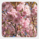 Search for cherry square stickers Flower