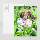 Search for honeybee postcards Bees