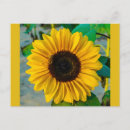 Search for hello sunflower postcards Garden