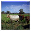 Recherche de troupeau posters Vaches