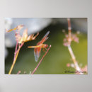 Recherche de mouche de dragon art Ailes